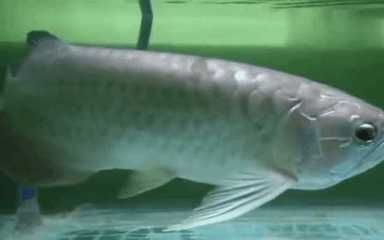 龍魚撞缸嘴巴受傷了vs祥龍魚場：祥龍魚場龍魚受傷后的護理方法