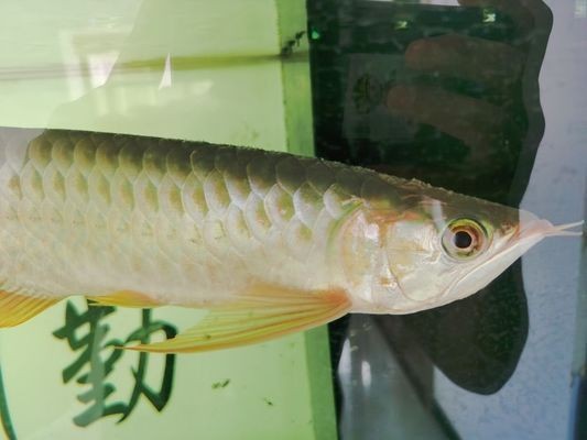 如何治療龍魚水霉vs祥龍魚場：祥龍魚場的水質(zhì)管理方法