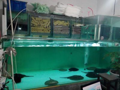 黑帝王魟魚繁殖技術要點：黑帝王魟魚繁殖的技術要點