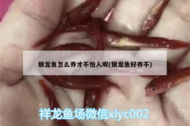 魚缸用增氧泵價格是多少:魚缸增氧機-xtrac增氧機-xtrac增氧機 銀龍魚怎么養才不怕人呢(銀龍魚好養不) 銀龍魚百科 銀龍魚怎么養才不怕人呢(銀龍魚好養不) 銀龍魚怎么養才不怕人呢(銀龍魚好養不) 銀龍魚百科