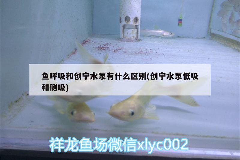 魚呼吸和創寧水泵有什么區別(創寧水泵低吸和側吸)
