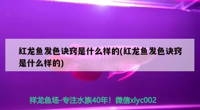 紅龍魚發色訣竅是什么樣的(紅龍魚發色訣竅是什么樣的)