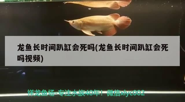 龍魚趴缸會死嗎vs祥龍魚場：龍魚趴缸會死嗎 龍魚趴缸會死嗎vs祥龍魚場：龍魚趴缸會死嗎 vs祥龍魚場 第2張
