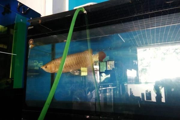 龍魚趴缸會死嗎vs祥龍魚場：龍魚趴缸會死嗎 龍魚趴缸會死嗎vs祥龍魚場：龍魚趴缸會死嗎 vs祥龍魚場 第4張