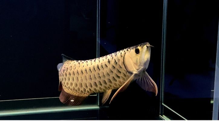 龍魚有什么營養vs祥龍魚場：如何挑選健康的龍魚