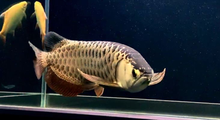 龍魚有什么營養vs祥龍魚場：如何挑選健康的龍魚