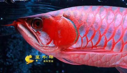 白子皇冠魟魚介紹：白子皇冠魟魚怎么樣？
