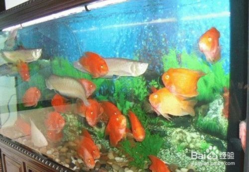 武漢市江岸區(qū)繽紛水族館（武漢市江岸區(qū)繽紛水族館電話）