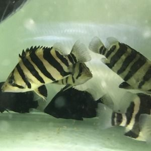 泰國虎魚幼苗怎么養活的圖片：泰國虎魚幼苗怎么養活