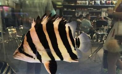 印尼虎魚吃什么長得快又好養活：印尼虎魚吃什么長得快又好養活，印尼虎魚的飼養指南