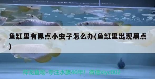 龍魚寄生蟲能自愈嗎vs祥龍魚場：祥龍魚場的養殖環境介紹