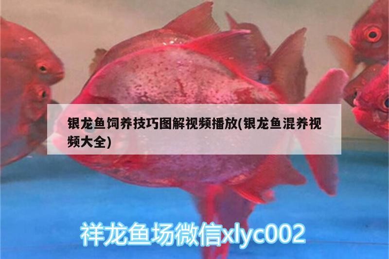 銀龍魚(yú)飼養(yǎng)技巧圖解視頻播放(銀龍魚(yú)混養(yǎng)視頻大全) 銀龍魚(yú)飼養(yǎng)技巧圖解視頻播放(銀龍魚(yú)混養(yǎng)視頻大全) 銀龍魚(yú)百科