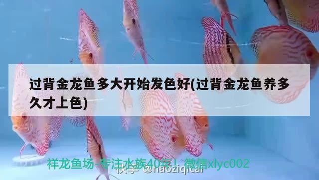 過(guò)背金龍魚(yú)多大開(kāi)始發(fā)色好(過(guò)背金龍魚(yú)養(yǎng)多久才上色)