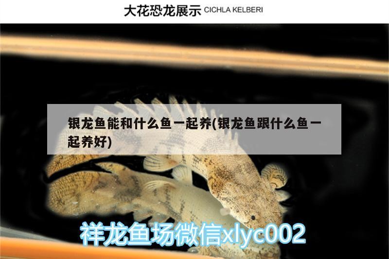 銀龍魚能和什么魚一起養(yǎng)(銀龍魚跟什么魚一起養(yǎng)好)