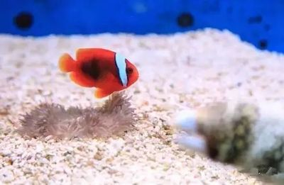 1.5米×0.7米魚缸：1.5米×0.7米的魚缸重量、容量以及相關(guān)的價格和建議