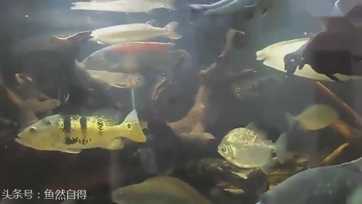 七彩海象雷龍魚壽命