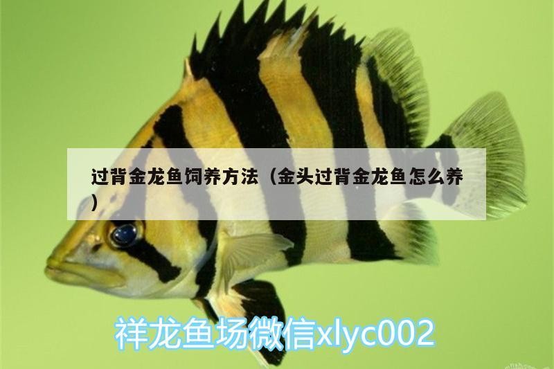 水族燈 過背金龍魚飼養方法(金頭過背金龍魚怎么養) 金龍魚百科 過背金龍魚飼養方法(金頭過背金龍魚怎么養) 過背金龍魚飼養方法(金頭過背金龍魚怎么養) 金龍魚百科