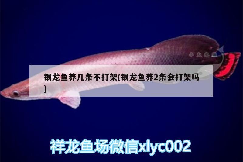 銀龍魚養幾條不打架(銀龍魚養2條會打架嗎)