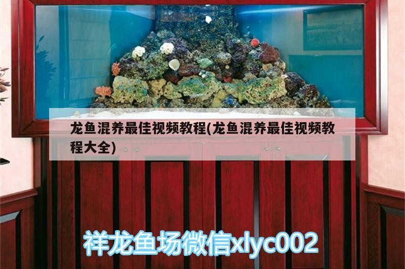 龍魚混養最佳視頻教程(龍魚混養最佳視頻教程大全)