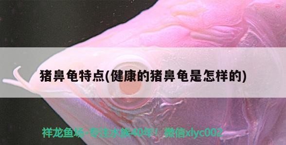 豬鼻龜特點(健康的豬鼻龜是怎樣的)