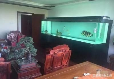 養(yǎng)泰虎需要多大缸的水:養(yǎng)泰虎需要考慮以下幾個關鍵因素,養(yǎng)泰虎魚需要考慮以下幾個因素 虎魚百科 第1張 養(yǎng)泰虎需要多大缸的水:養(yǎng)泰虎需要考慮以下幾個關鍵因素,養(yǎng)泰虎魚需要考慮以下幾個因素 養(yǎng)泰虎需要多大缸的水:養(yǎng)泰虎需要考慮以下幾個關鍵因素,養(yǎng)泰虎魚需要考慮以下幾個因素 虎魚百科 第1張