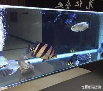 養(yǎng)泰虎需要多大缸的水：養(yǎng)泰虎需要考慮以下幾個關鍵因素，養(yǎng)泰虎魚需要考慮以下幾個因素 養(yǎng)泰虎需要多大缸的水：養(yǎng)泰虎需要考慮以下幾個關鍵因素，養(yǎng)泰虎魚需要考慮以下幾個因素 虎魚百科 第3張