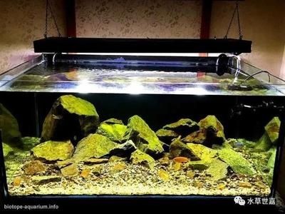 大型原生態(tài)魚缸造景圖：原生態(tài)魚缸造景打造原生態(tài)魚缸造景的關(guān)鍵步驟和要點(diǎn)