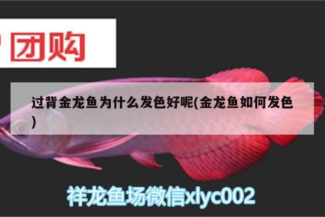 過背金龍魚為什么發(fā)色好呢(金龍魚如何發(fā)色)