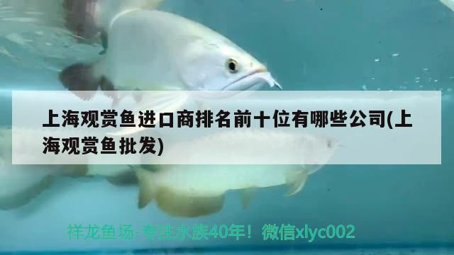 金龍魚批發市場的價格，金龍魚哪里買金龍魚苗實惠又便宜，過背金龍魚苗實惠又便宜