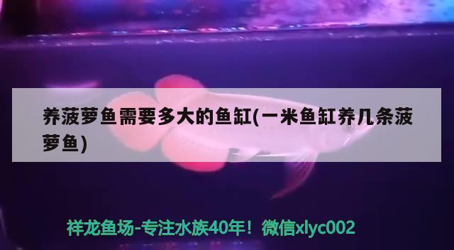 金龍魚批發市場的價格，金龍魚哪里買金龍魚苗實惠又便宜，過背金龍魚苗實惠又便宜