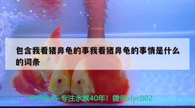 包含我看豬鼻龜的事我看豬鼻龜的事情是什么的詞條