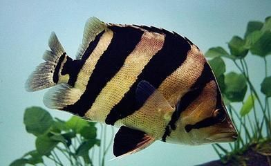 三亞海水觀賞魚價格查詢(三亞賣觀賞魚的地方)