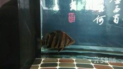 滄州龍魚vs祥龍魚場（探討滄州龍魚與祥龍魚場之間的差異之前）