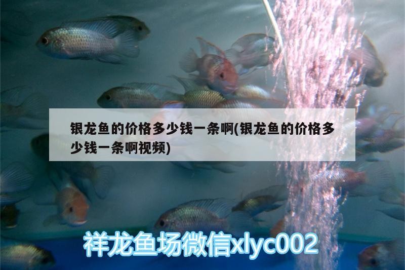 銀龍魚的價格多少錢一條啊(銀龍魚的價格多少錢一條啊視頻) 銀龍魚的價格多少錢一條啊(銀龍魚的價格多少錢一條啊視頻) 銀龍魚百科