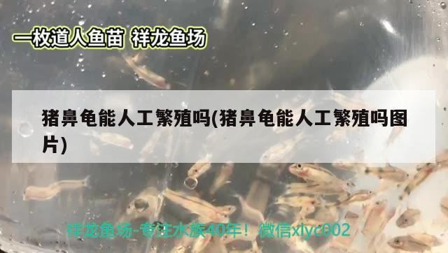 豬鼻龜能人工繁殖嗎(豬鼻龜能人工繁殖嗎圖片)