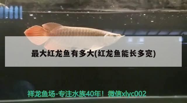 紅龍魚多大算成魚：紅龍魚不同體型的特征對比，如何判斷紅龍魚的年齡