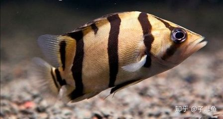 虎魚可以長到多大歲數：虎魚的理論壽命因品種而異 虎魚可以長到多大歲數：虎魚的理論壽命因品種而異 虎魚百科 第1張