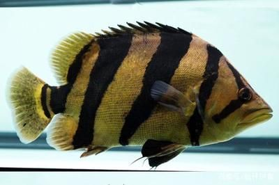 虎魚可以長到多大歲數：虎魚的理論壽命因品種而異 虎魚可以長到多大歲數：虎魚的理論壽命因品種而異 虎魚百科 第2張