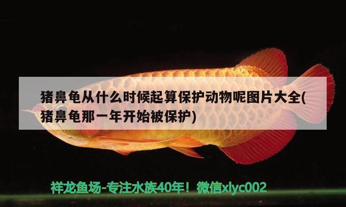 豬鼻龜從什么時候起算保護動物呢圖片大全(豬鼻龜那一年開始被保護)