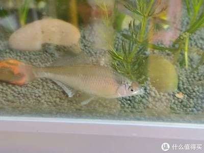 白條魚能在魚缸養嗎：如何在魚缸中養活白條魚