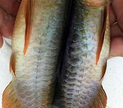 寶雞龍魚vs祥龍魚場（寶雞龍魚與祥龍魚場）
