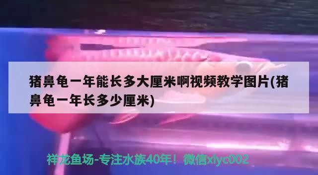 豬鼻龜一年能長多大厘米啊視頻教學圖片(豬鼻龜一年長多少厘米)