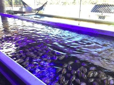 大魯?shù)暧^賞魚批發(fā)市場開門了嗎（如何提供實時信息？）