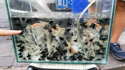 大魯?shù)暧^賞魚批發(fā)市場開門了嗎（如何提供實時信息？）