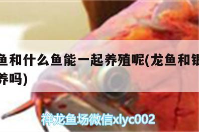 銀龍魚和什么魚能一起養(yǎng)殖呢(龍魚和銀龍魚一起養(yǎng)嗎)