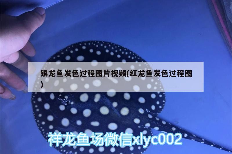 銀龍魚發色過程圖片視頻(紅龍魚發色過程圖)