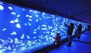 銅陵水族館vs祥龍魚場（銅陵水族館可能涉及觀賞魚的銷售和展示活動，銅陵水族館可能有白點）