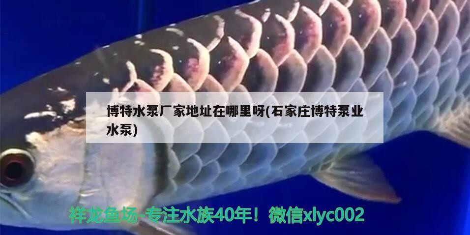 博特水泵廠家地址在哪里呀(石家莊博特泵業水泵)