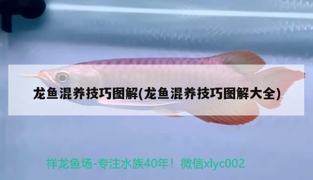 龍魚怎么訓練吃食兇猛vs祥龍魚場：龍魚養殖技術：龍魚飼養技巧