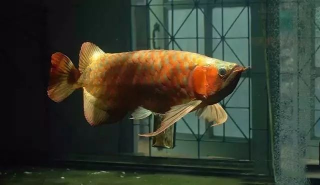 龍魚怎么訓練吃食兇猛vs祥龍魚場：龍魚養殖技術：龍魚飼養技巧